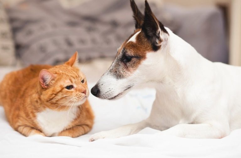 Shopping promove Feira de Adoção de Cães e Gatos em Vitória da Conquista