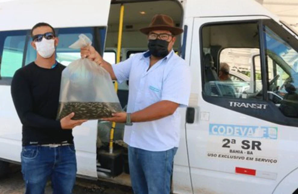 Codevaf entregou mais de 40 mil alevinos para associações de piscicultores de Bom Jesus da Lapa e Serra do Ramalho