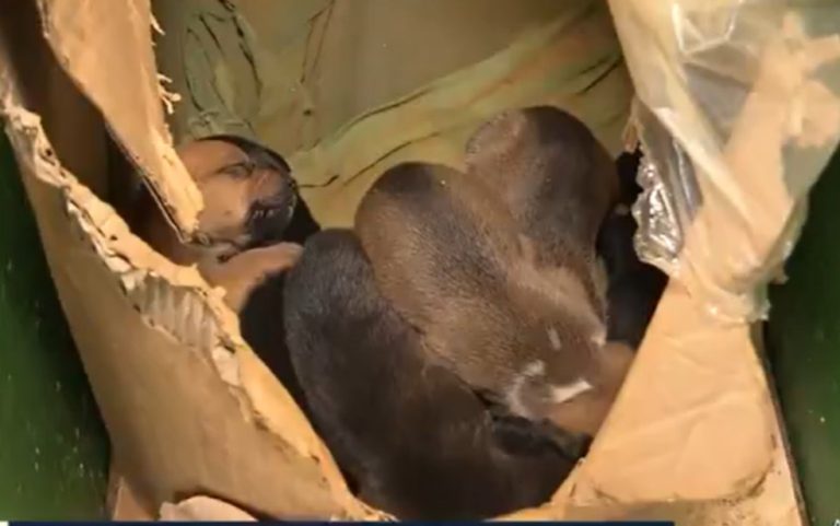Filhotes de cães presos em buracos foram resgatados em Vitória da Conquista