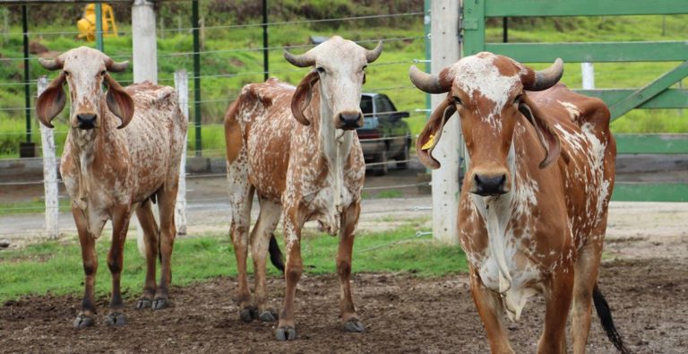 Sebrae amplia ações do projeto de pecuária promovido na Região de Vitória da Conquista