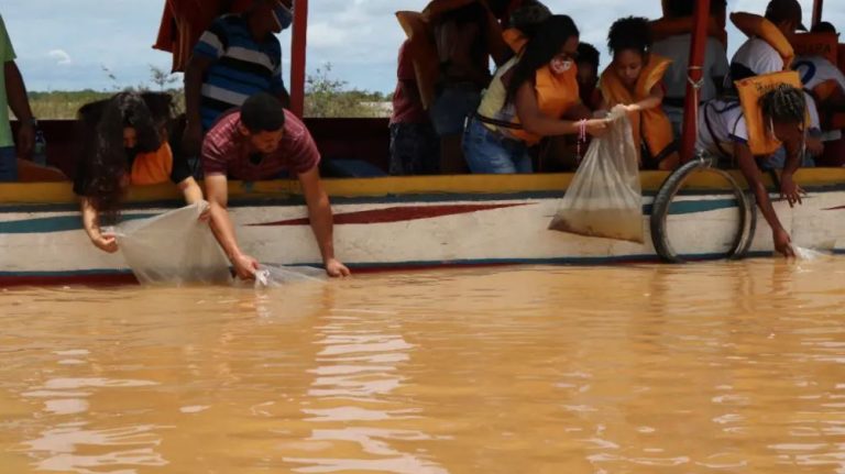 Rio São Francisco recebeu 60 mil alevinos em Bom Jesus da Lapa