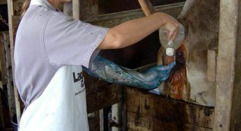 Secretaria de Agricultura de Guanambi e Sebrae ofertam programa de inseminação artificial de gado leiteiro em Guanambi