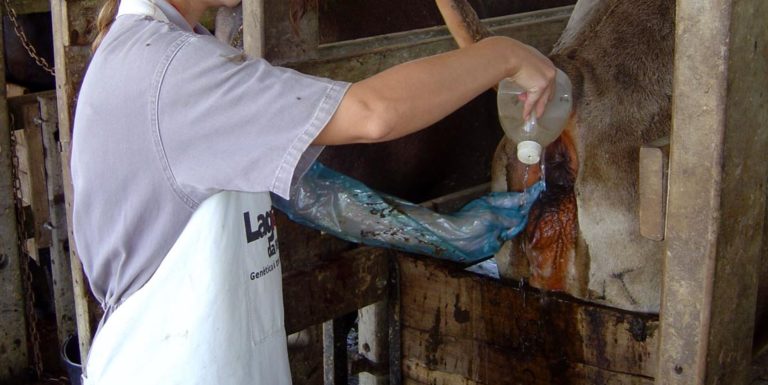 Secretaria de Agricultura de Guanambi e Sebrae ofertam programa de inseminação artificial de gado leiteiro em Guanambi