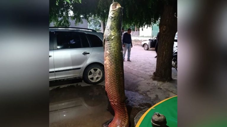 Pirarucu de 90 quilos despencou do sangradouro de barragem em Guanambi
