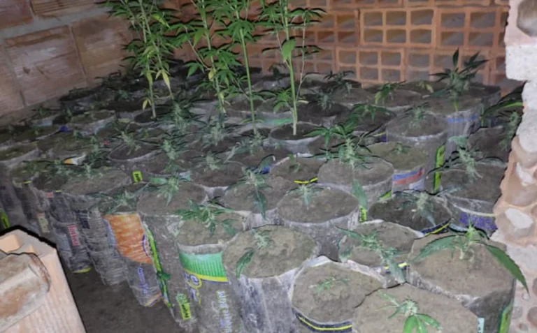 PM descobriu mais de mil pés e mudas de maconha em quintal de residência em Caetité