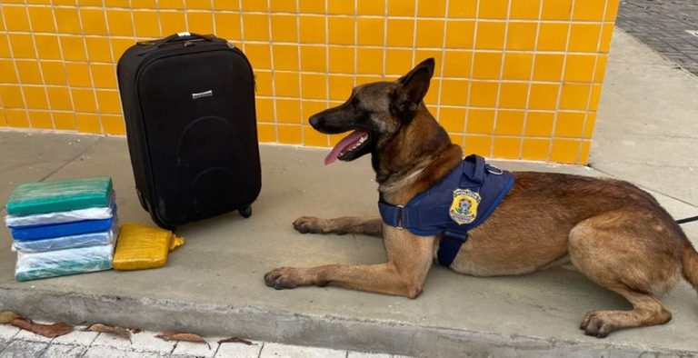 Passageiro de ônibus interestadual foi preso por tráfico de drogas em Vitória da Conquista