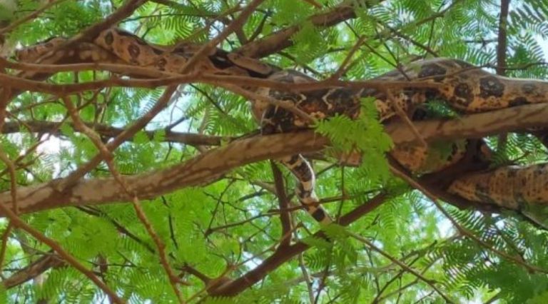 Cetas resgata jiboia de aproximadamente dois metros em povoado de Vitória da Conquista