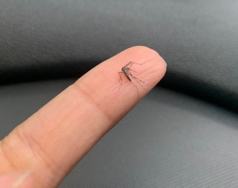 Vitória da Conquista registra aumento de casos de dengue e chikungunya em janeiro