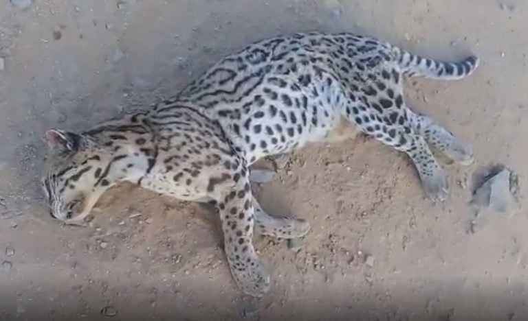 Jaguatirica foi encontrada morta na BR-030, em Carinhanha