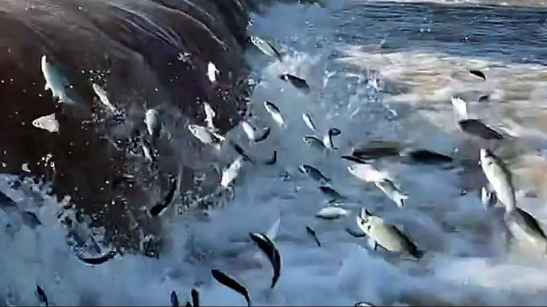 Foto capturada de um vídeo mostra muitos peixes saltando no rio São Francisco em Pirapora