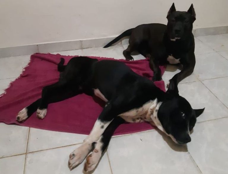 Após mal-entendido por conta de denúncia, cães resgatados em Caetité voltam para casa