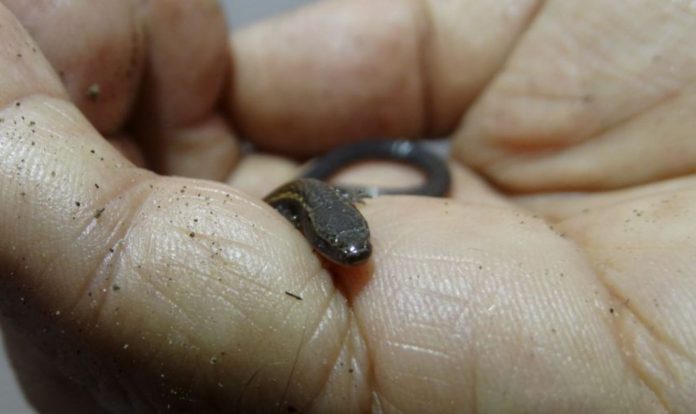Foto mostra lagarto raro na mão de uma pessoa