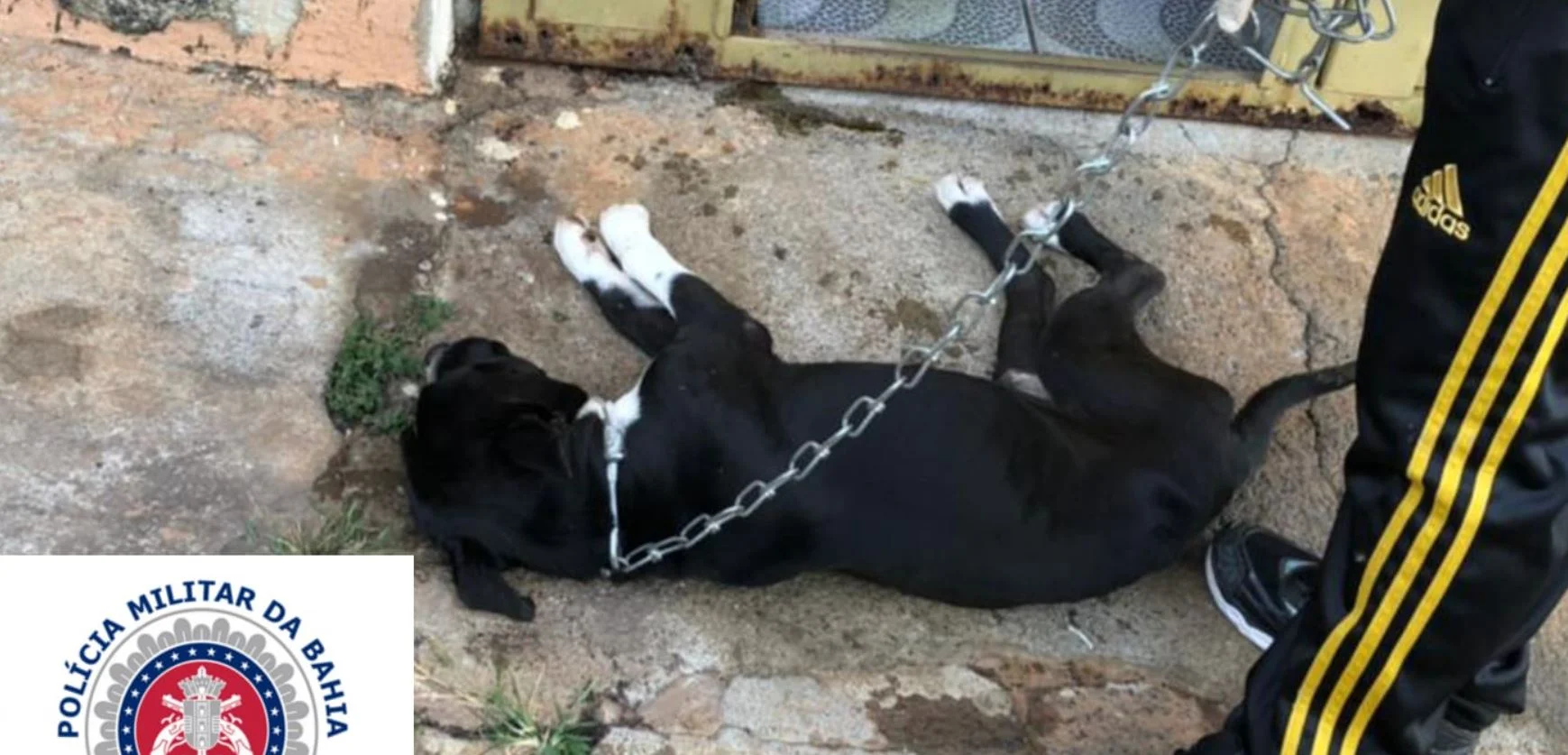 PM resgatou cães em situação de maus-tratos em Caetité