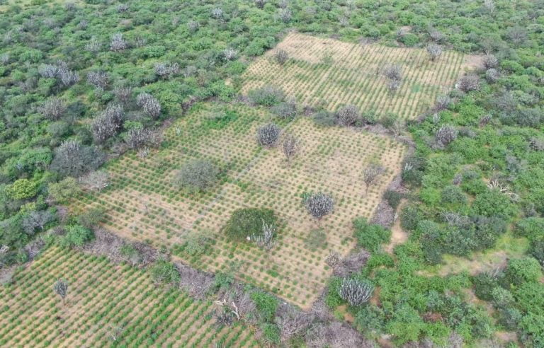 Imagem aérea mostra plantação de maconha em meio à vegetação nativa