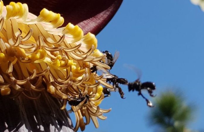 Foto mostra abelhas sem ferrão em uma florada