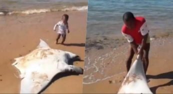 Arraia de 140 quilos ficou presa em rede e acabou morrendo em praia na Bahia