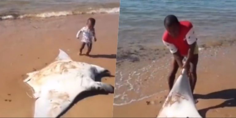 Arraia de 140 quilos ficou presa em rede e acabou morrendo em praia na Bahia