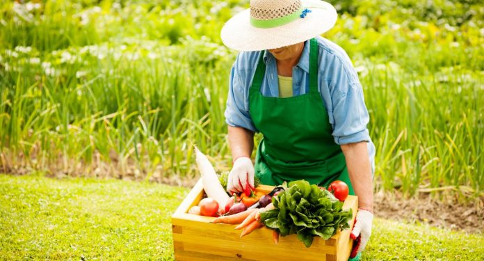 Foto mostra uma agricultora com uma sexta de legumes e hortaliças, ao fundo uma plantação - Educar Para Trabalhar