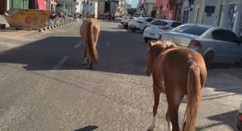 Agentes de trânsito recolheram equinos soltos no Centro de Guanambi