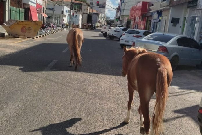 Foto mostro dois equinos passeando pela rua Rui Barbosa, no Centro de Guanambi
