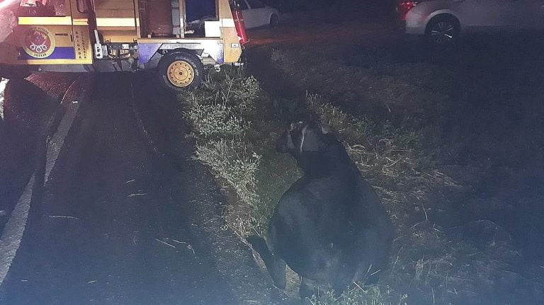 Foto mostra vaca caída às margens da BR-030 e uma viatura da SMTRAN ao fundo