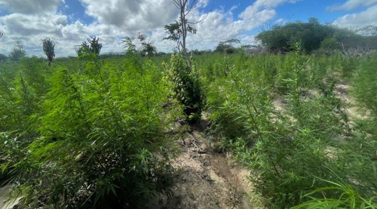 Foto mostra plantação de maconha