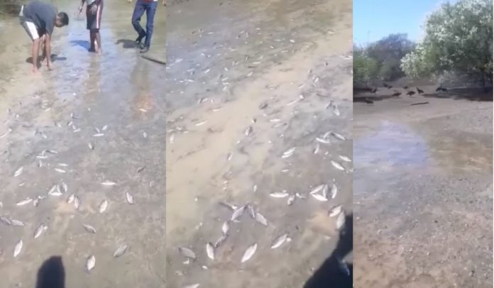 Fotos mostram mortandade de peixes no rio São Francisco