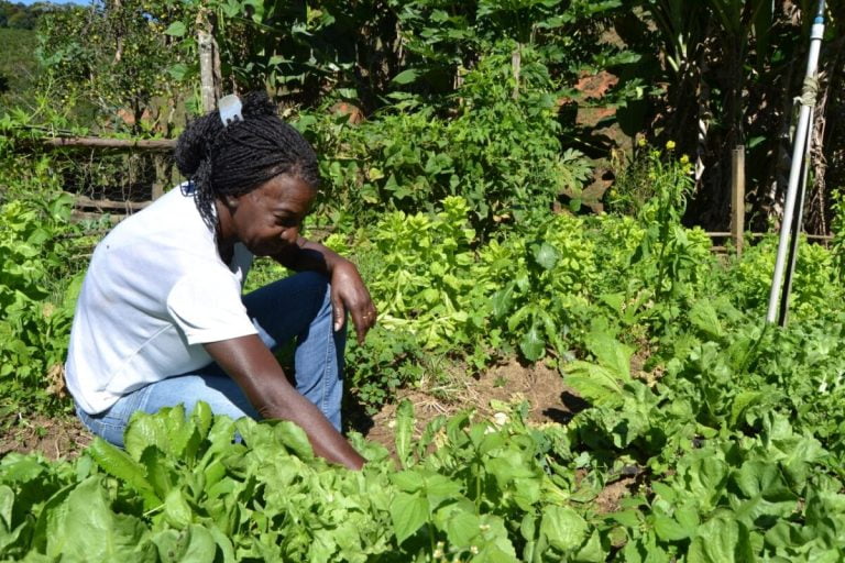 Edital ATER tem inscrições abertas com mais de RS 240 milhões para agricultura familiar
