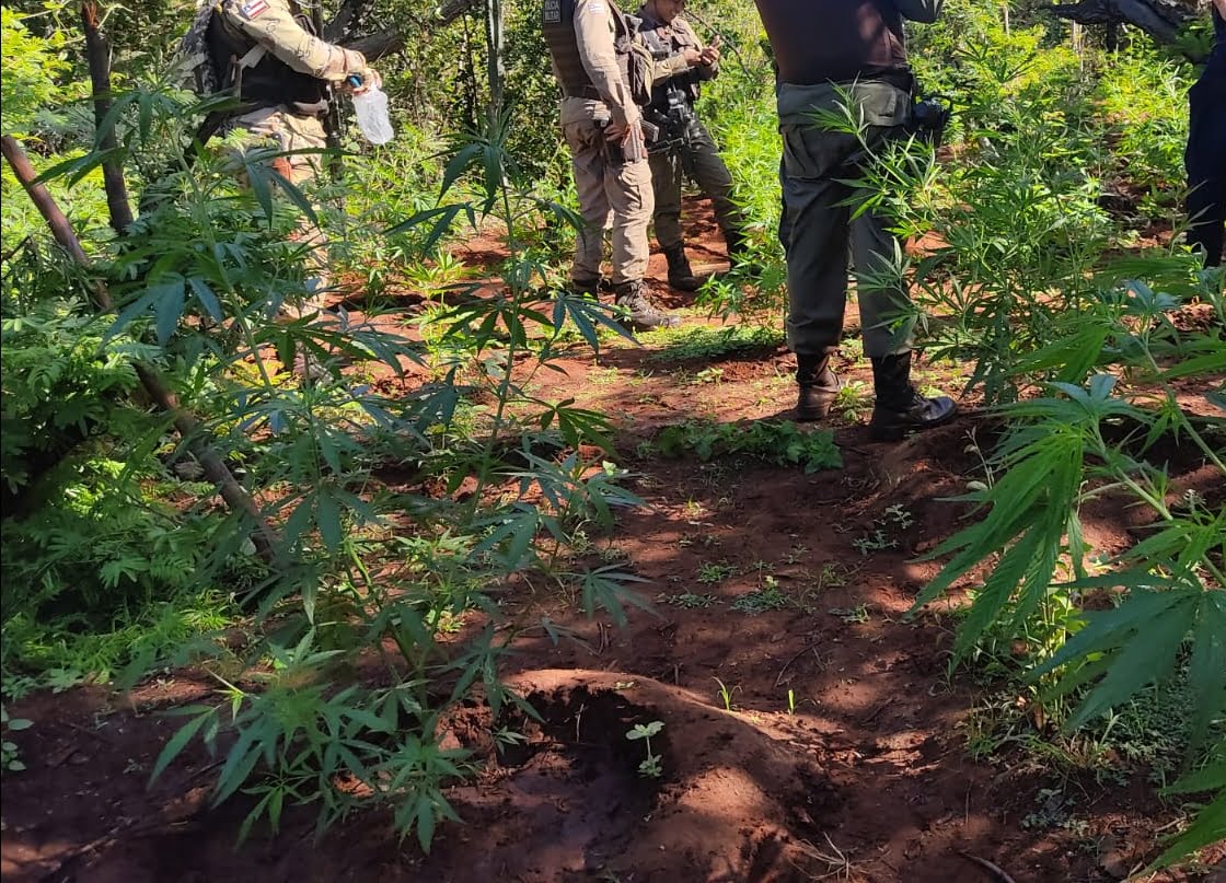 Foto mostra policiais em plantação de maconha