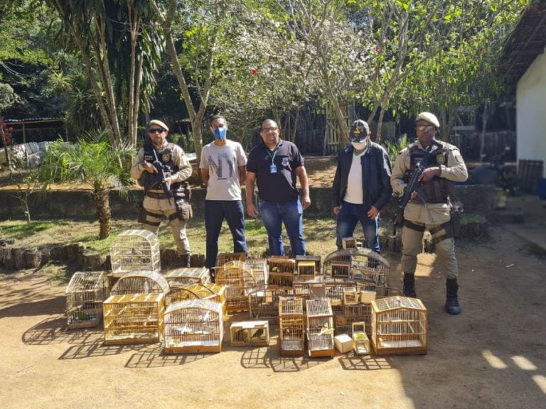 Pássaros silvestres foram apreendidos em Vitória da Conquista