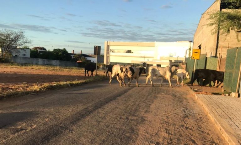 Dez animais soltos no Anel Rodoviário de Guanambi foram recolhidos pela SMTran