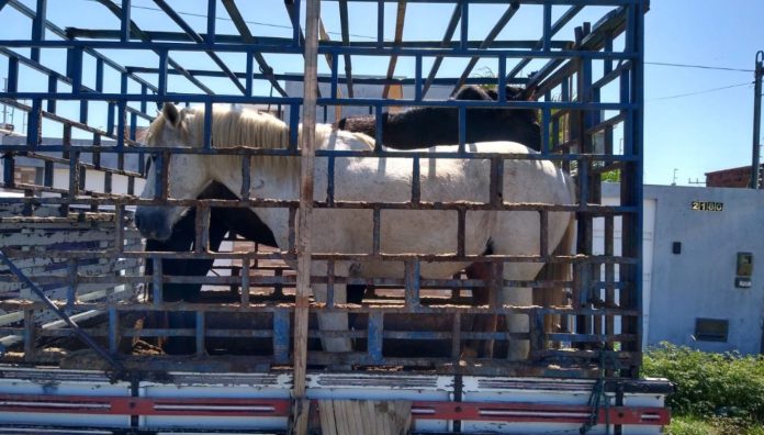 Equinos sendo transportados após serem flagrados soltos em vias públicas de Guanambi