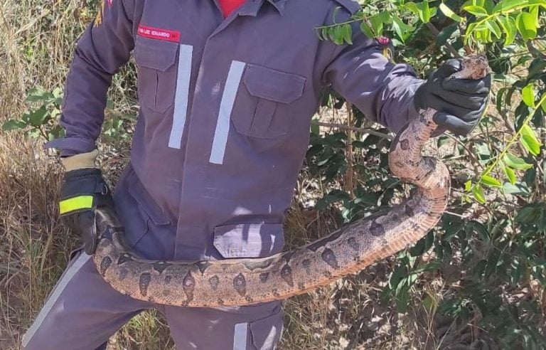Foto mostra bombeiro segurando a jiboia capturada