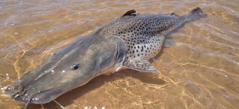 Proibição da pesca do surubim rio são francisco