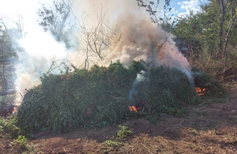 Platanção de Maconha Rio São Francisco