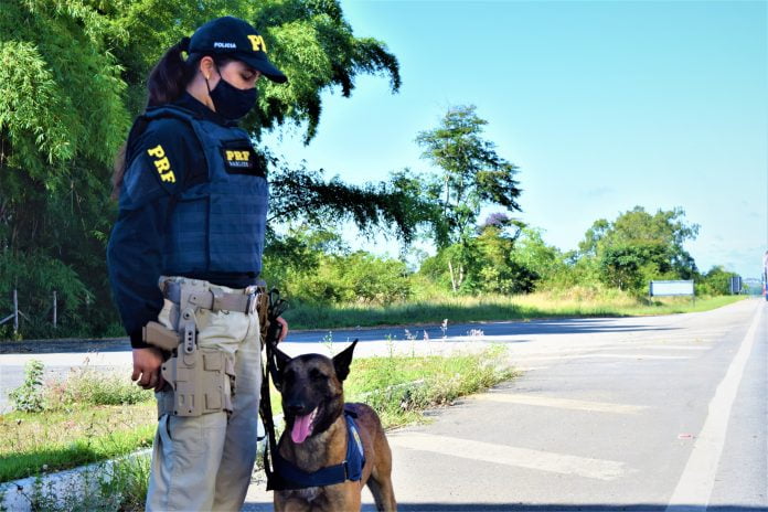 Polícia apreende 20 kg de maconha em ônibus em Vitória da Conquista