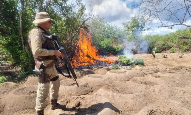 erradicação de maconha norte da bahia