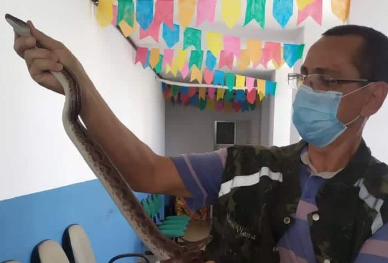 jiboia encontrada em guanambi