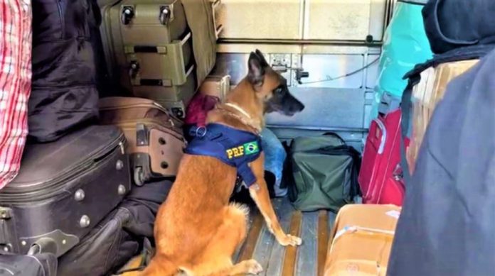 Cadela K9 PRF
