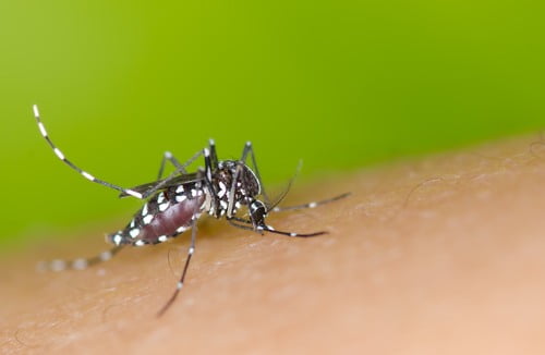 Caetité realizará Dia D de limpeza contra a Dengue