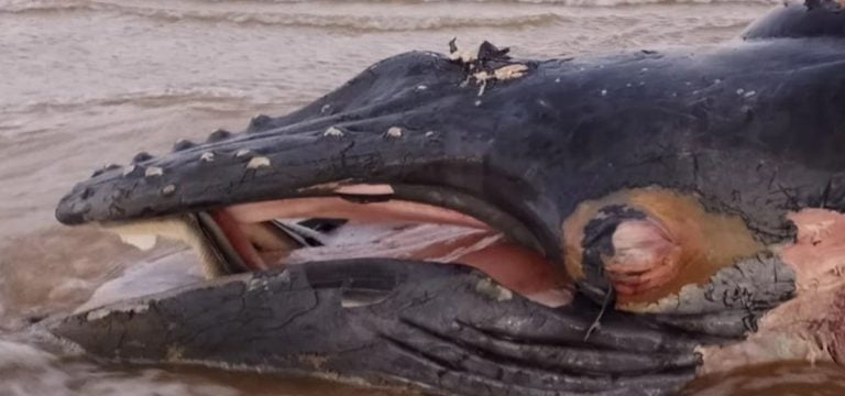 Filhote de baleia jubarte foi encontrado morto em praia de Ilhéus