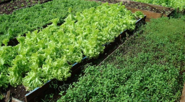 Curso sobre manejo e planejamento de hortas comunitárias será realizado nesta sexta-feira em Vitória da Conquista