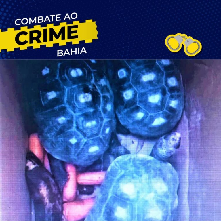 PRF resgata jabutis na BR 116