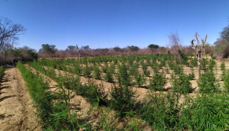PM destruiu cultivo de 30 mil pés de maconha próximo à margem do rio São Francisco na Bahia