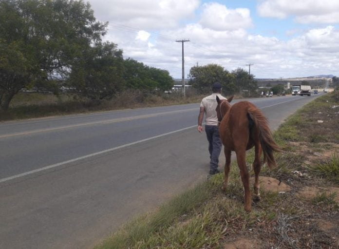 Prefeitura de Vitória da Conquista apreende cerca de 20 animais por mês em vias públicas