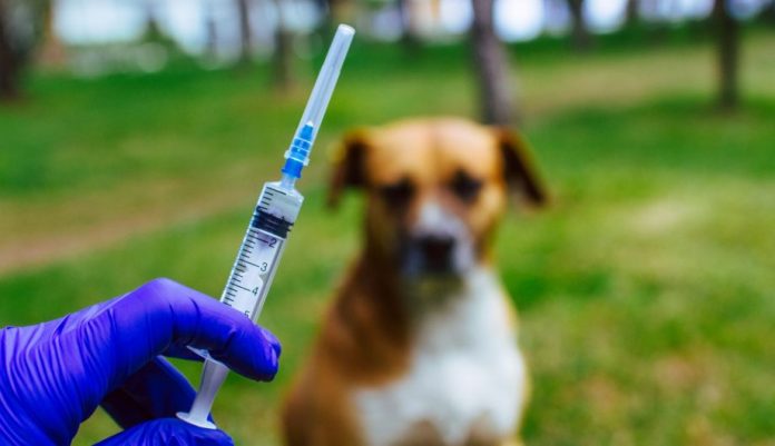 Riacho de Santana inicia vacinação antirrábica na próxima segunda
