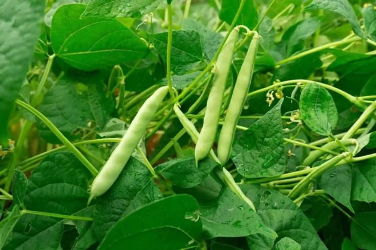 Vitória da Conquista inscreve agricultores familiares para o Programa Garantia Safra