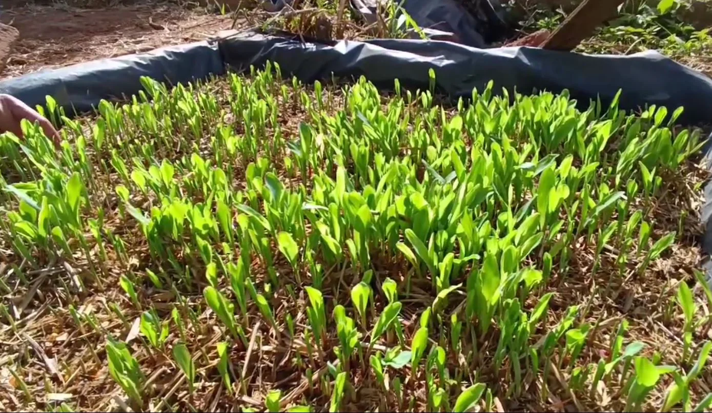 Reportagem ensina passo a passo para cultivo de milho hidropônico em Paramirim