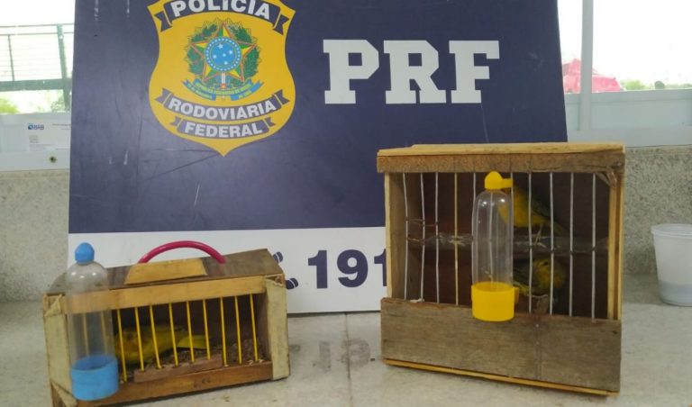 resgate de aves prf vitória da conquista br-116