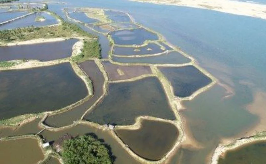 Fiscalização inutilizou 80 tanques irregulares para criação de camarão na foz do rio São Francisco